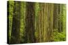 Redwood Trees in Morning Fog-Terry Eggers-Stretched Canvas