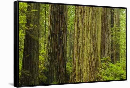 Redwood Trees in Morning Fog-Terry Eggers-Framed Stretched Canvas