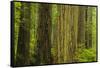 Redwood Trees in Morning Fog-Terry Eggers-Framed Stretched Canvas