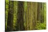Redwood Trees in Morning Fog-Terry Eggers-Stretched Canvas