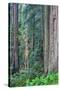 Redwood Trees in Morning Fog-Terry Eggers-Stretched Canvas