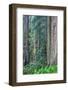 Redwood Trees in Morning Fog-Terry Eggers-Framed Photographic Print