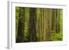 Redwood Trees in Morning Fog-Terry Eggers-Framed Photographic Print