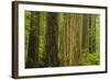 Redwood Trees in Morning Fog-Terry Eggers-Framed Photographic Print