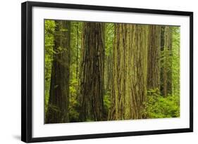 Redwood Trees in Morning Fog-Terry Eggers-Framed Photographic Print