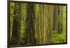 Redwood Trees in Morning Fog-Terry Eggers-Framed Photographic Print