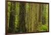 Redwood Trees in Morning Fog-Terry Eggers-Framed Photographic Print