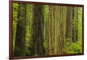 Redwood Trees in Morning Fog-Terry Eggers-Framed Photographic Print