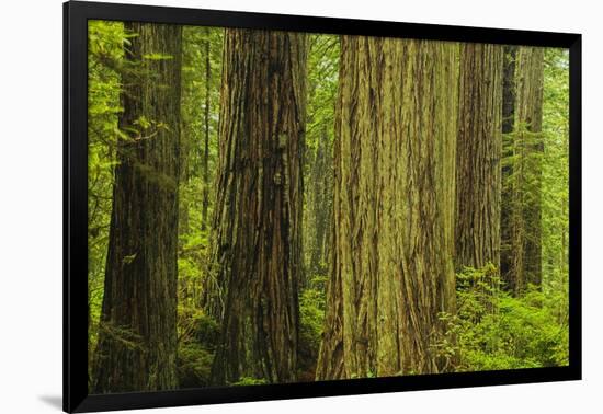 Redwood Trees in Morning Fog-Terry Eggers-Framed Photographic Print