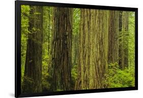 Redwood Trees in Morning Fog-Terry Eggers-Framed Photographic Print