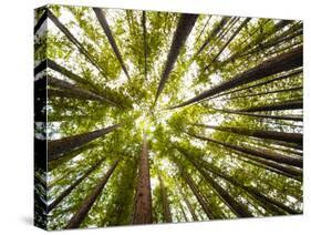 Redwood Trees in Mt. Tamalpais State Park, Adjacent to Muir Woods National Monument in California-Carlo Acenas-Stretched Canvas