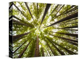 Redwood Trees in Mt. Tamalpais State Park, Adjacent to Muir Woods National Monument in California-Carlo Acenas-Stretched Canvas