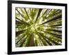 Redwood Trees in Mt. Tamalpais State Park, Adjacent to Muir Woods National Monument in California-Carlo Acenas-Framed Photographic Print