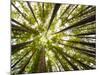 Redwood Trees in Mt. Tamalpais State Park, Adjacent to Muir Woods National Monument in California-Carlo Acenas-Mounted Photographic Print