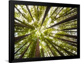 Redwood Trees in Mt. Tamalpais State Park, Adjacent to Muir Woods National Monument in California-Carlo Acenas-Framed Photographic Print