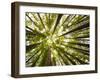 Redwood Trees in Mt. Tamalpais State Park, Adjacent to Muir Woods National Monument in California-Carlo Acenas-Framed Photographic Print