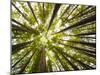 Redwood Trees in Mt. Tamalpais State Park, Adjacent to Muir Woods National Monument in California-Carlo Acenas-Mounted Photographic Print