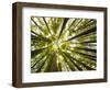 Redwood Trees in Mt. Tamalpais State Park, Adjacent to Muir Woods National Monument in California-Carlo Acenas-Framed Photographic Print