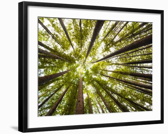 Redwood Trees in Mt. Tamalpais State Park, Adjacent to Muir Woods National Monument in California-Carlo Acenas-Framed Photographic Print