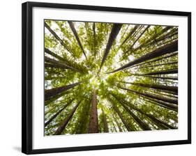 Redwood Trees in Mt. Tamalpais State Park, Adjacent to Muir Woods National Monument in California-Carlo Acenas-Framed Photographic Print