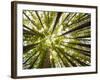 Redwood Trees in Mt. Tamalpais State Park, Adjacent to Muir Woods National Monument in California-Carlo Acenas-Framed Photographic Print