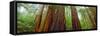 Redwood Trees, Muir Woods National Monument, California, USA-null-Framed Stretched Canvas