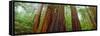 Redwood Trees, Muir Woods National Monument, California, USA-null-Framed Stretched Canvas