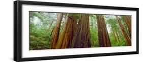 Redwood Trees, Muir Woods National Monument, California, USA-null-Framed Photographic Print