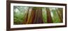 Redwood Trees, Muir Woods National Monument, California, USA-null-Framed Photographic Print