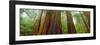 Redwood Trees, Muir Woods National Monument, California, USA-null-Framed Photographic Print