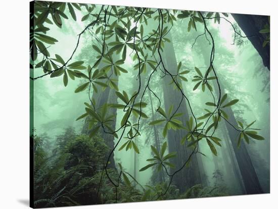 Redwood Trees Soar to Some 350 Feet or More-Dewitt Jones-Stretched Canvas