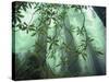 Redwood Trees Soar to Some 350 Feet or More-Dewitt Jones-Stretched Canvas