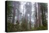 Redwood Trees-wollertz-Stretched Canvas