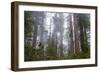 Redwood Trees-wollertz-Framed Photographic Print