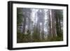 Redwood Trees-wollertz-Framed Photographic Print