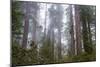 Redwood Trees-wollertz-Mounted Photographic Print