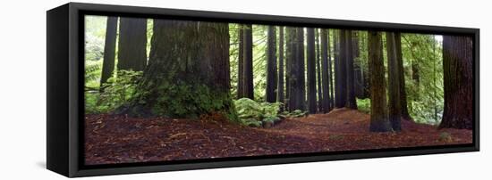 Redwoods 1-Wayne Bradbury-Framed Stretched Canvas