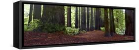 Redwoods 1-Wayne Bradbury-Framed Stretched Canvas