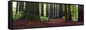 Redwoods 1-Wayne Bradbury-Framed Stretched Canvas