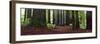 Redwoods 1-Wayne Bradbury-Framed Photographic Print