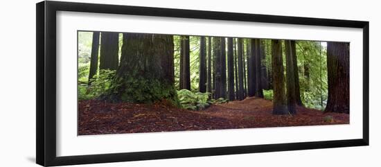 Redwoods 1-Wayne Bradbury-Framed Photographic Print