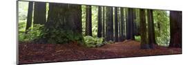 Redwoods 1-Wayne Bradbury-Mounted Photographic Print