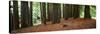 Redwoods 2-Wayne Bradbury-Stretched Canvas