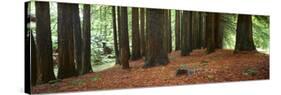 Redwoods 2-Wayne Bradbury-Stretched Canvas