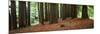 Redwoods 2-Wayne Bradbury-Mounted Photographic Print