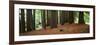 Redwoods 2-Wayne Bradbury-Framed Photographic Print