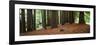 Redwoods 2-Wayne Bradbury-Framed Photographic Print