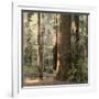 Redwoods 2-Laura Culver-Framed Photographic Print