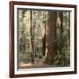 Redwoods 2-Laura Culver-Framed Photographic Print