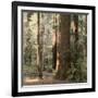 Redwoods 2-Laura Culver-Framed Photographic Print